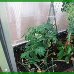 Tomatos