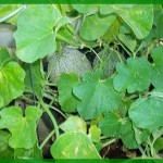 Cantalope
