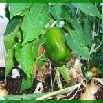Green Bell pepper