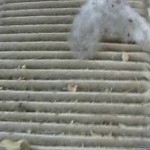 Cabin filter element